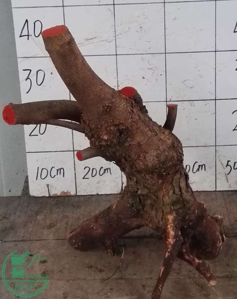 3��СҶ��260