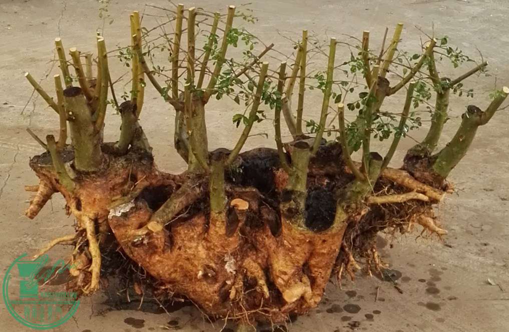 �Խڴ���Э�̼�