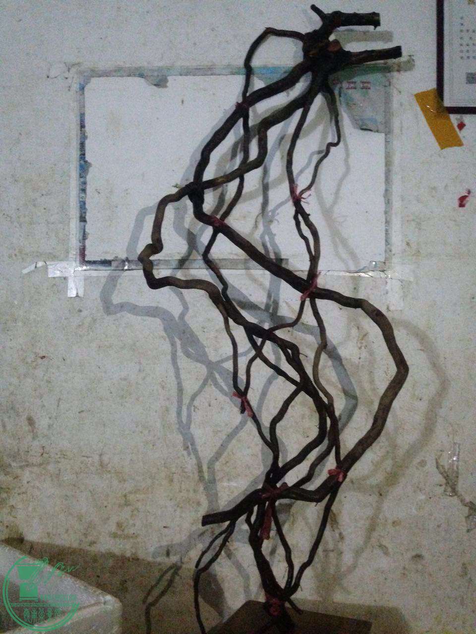 522951269324481634.jpg