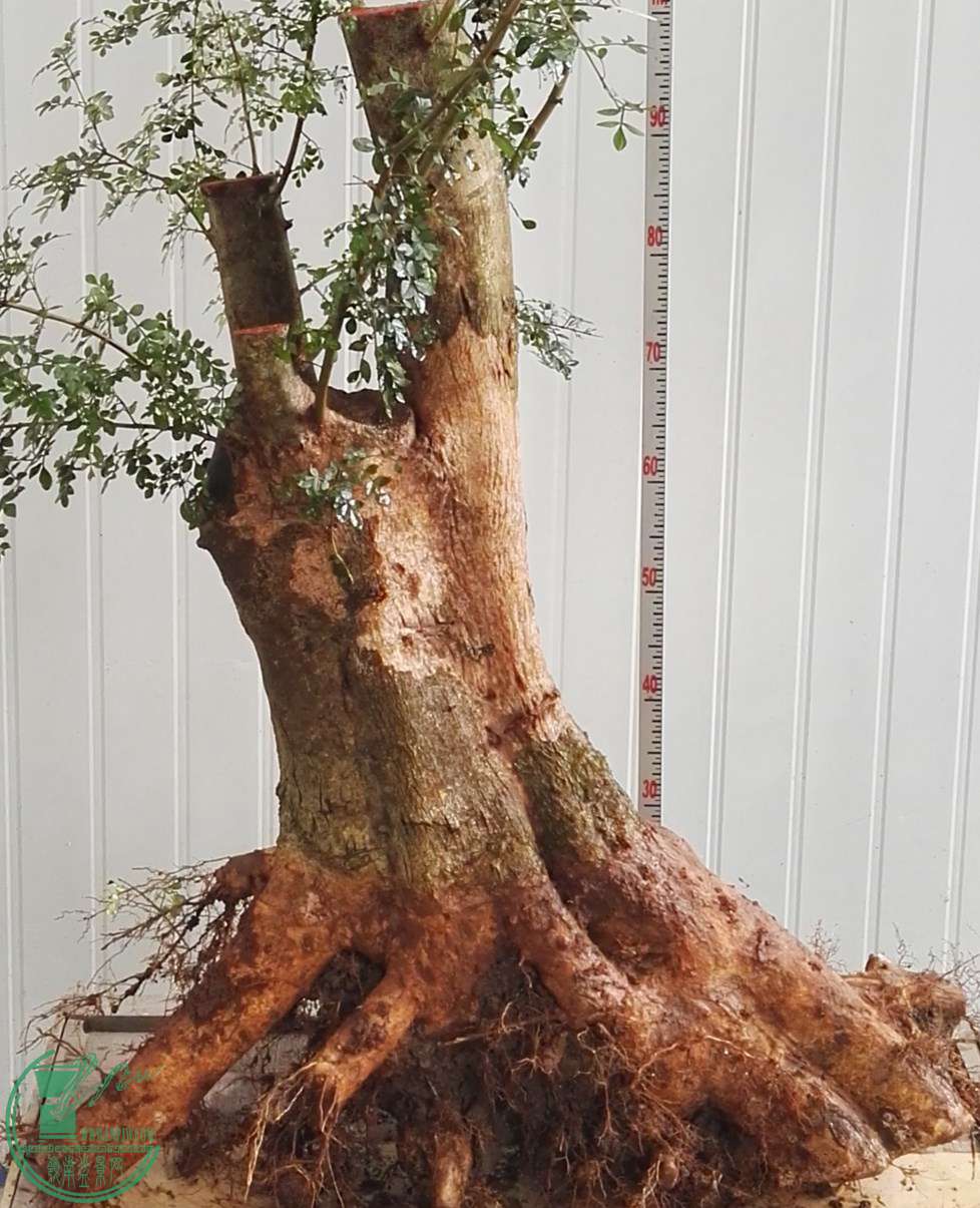1200