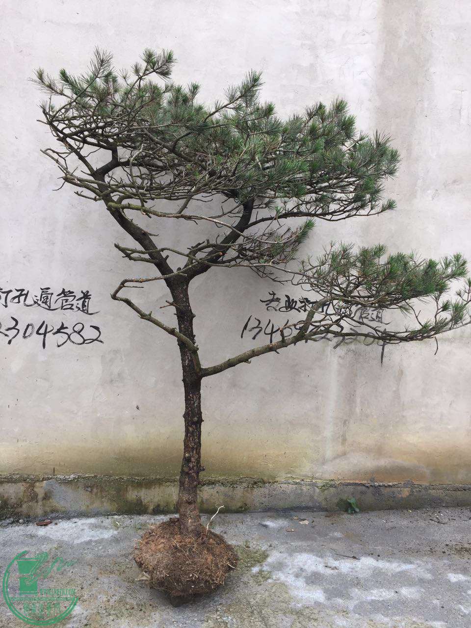104182162225366438.jpg