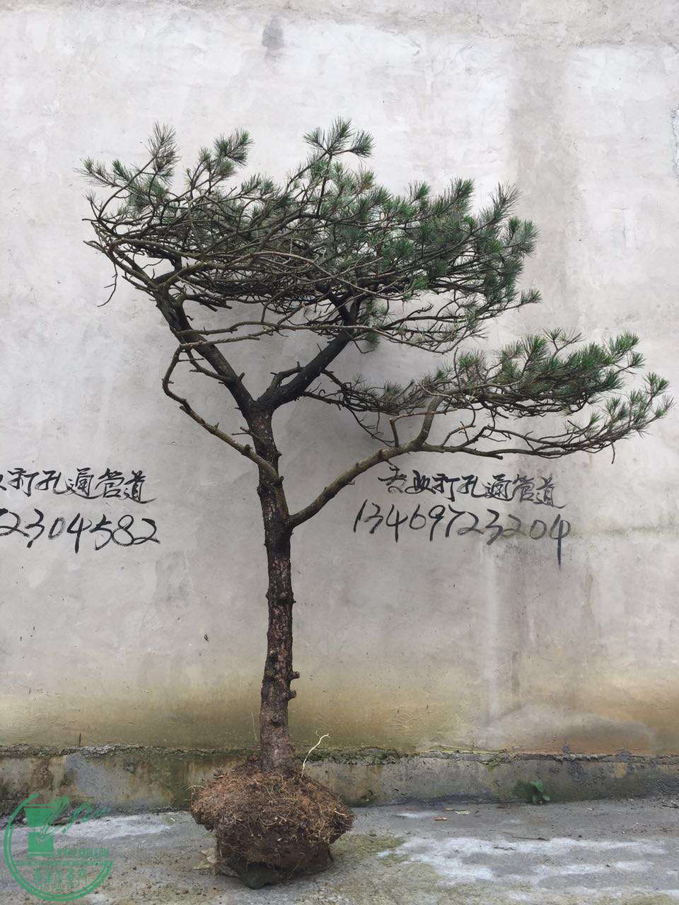 918472767889799261.jpg
