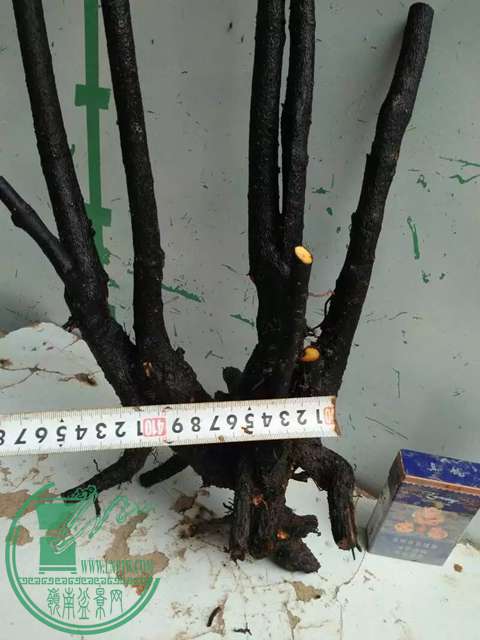 psb (14).jpg