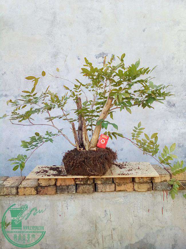 Ƭ 005.jpg