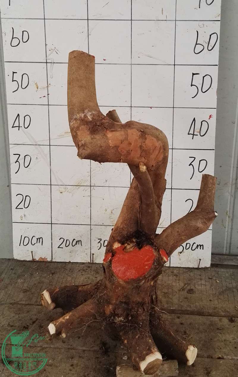 1СҶ450