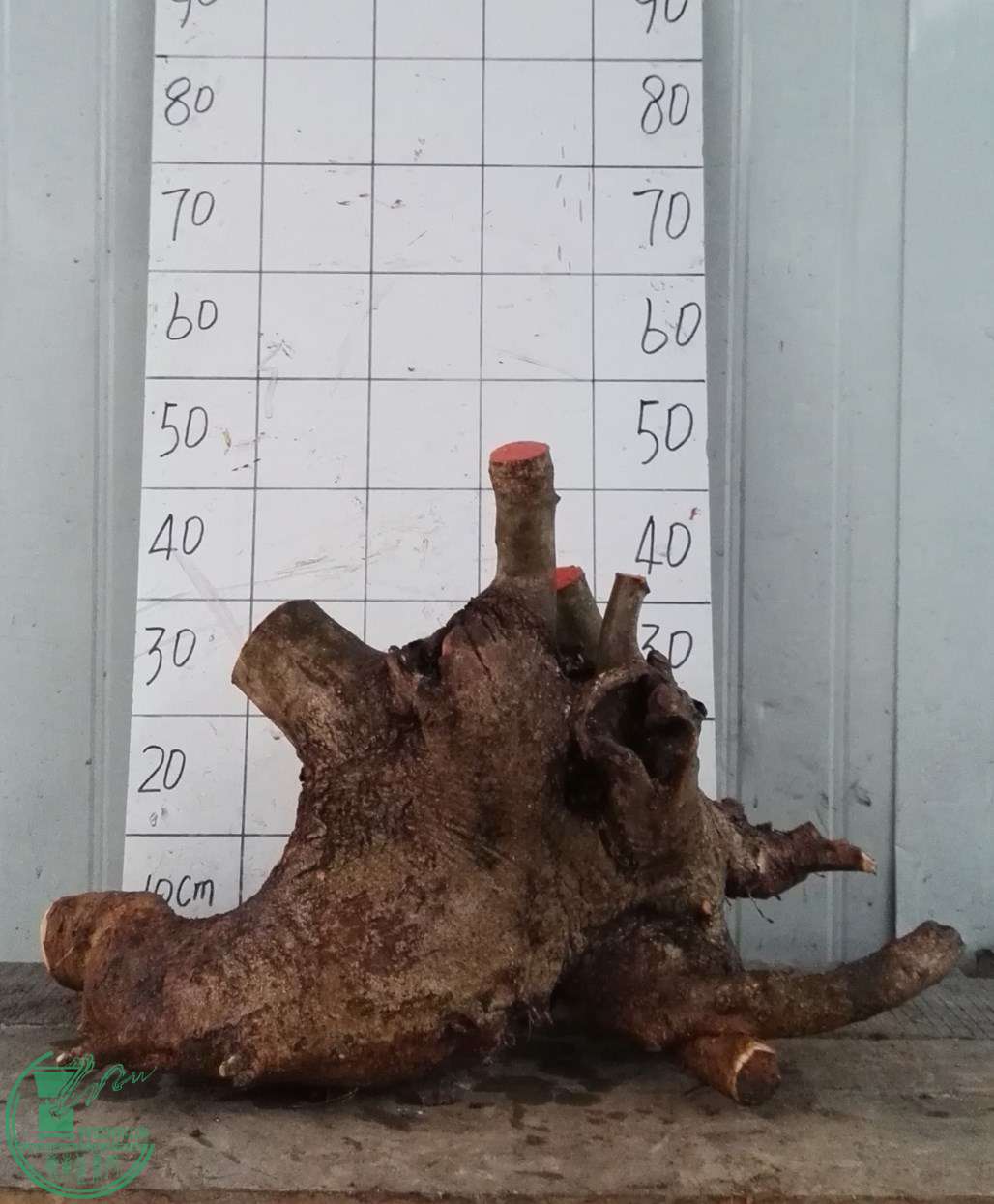 3ŶԽ500