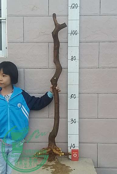 20161102_173637_mh1478084353868.jpg