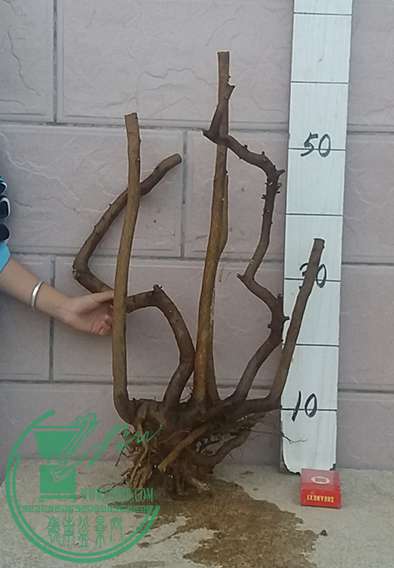 20161102_173921_mh1478084450513.jpg