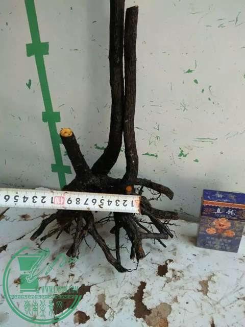 psb (11).jpg
