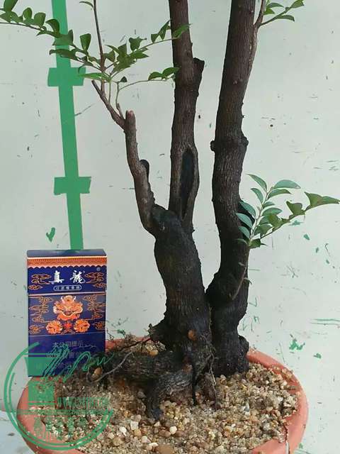psb (38).jpg
