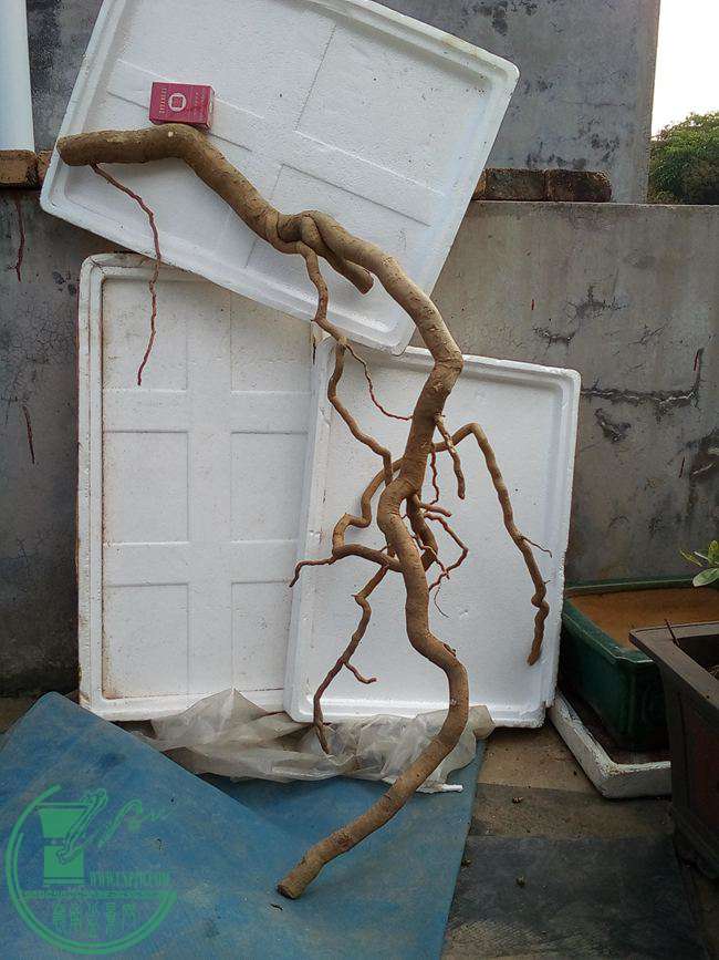 Ƭ 011.jpg