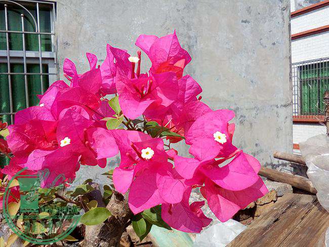 Ƭ 018.jpg