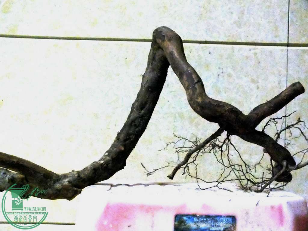 004.JPG