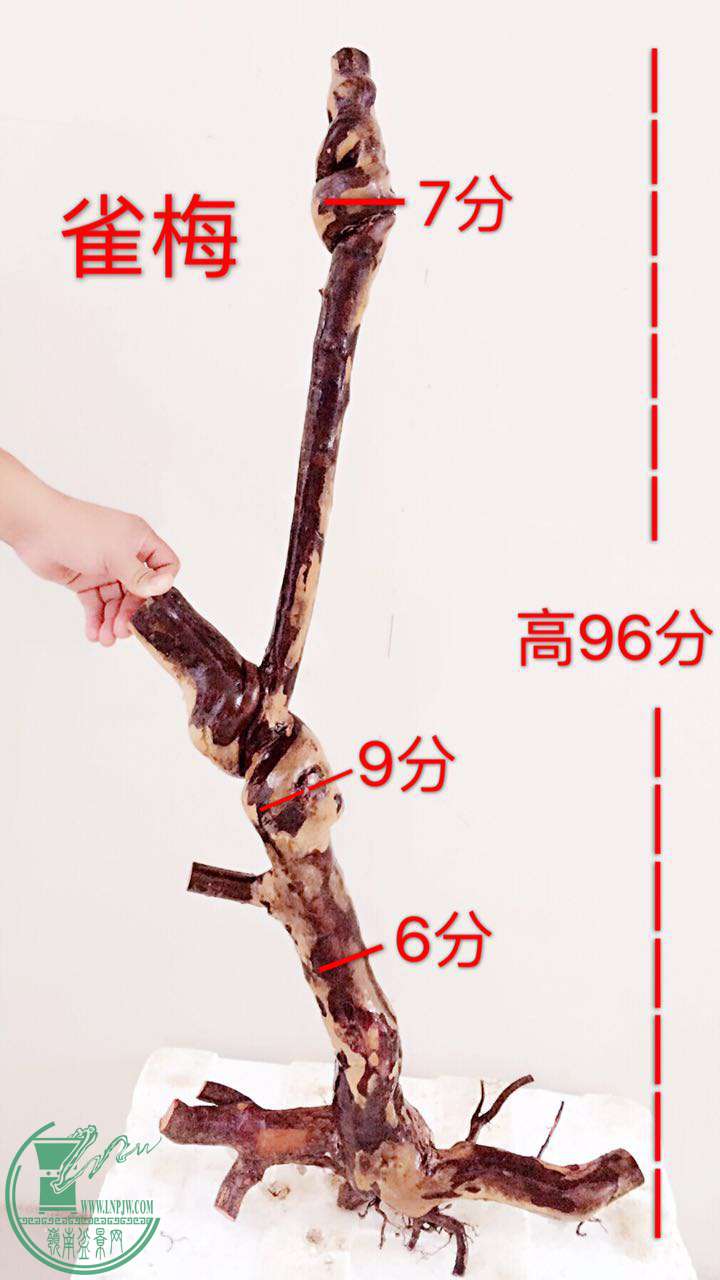 dongIMG_1054.JPG