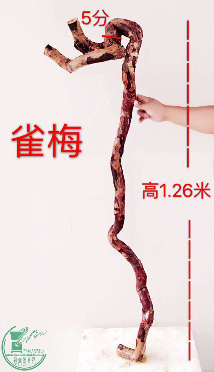 dongIMG_1055.JPG