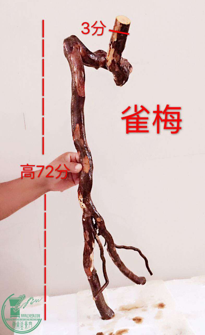 dongIMG_1053.JPG