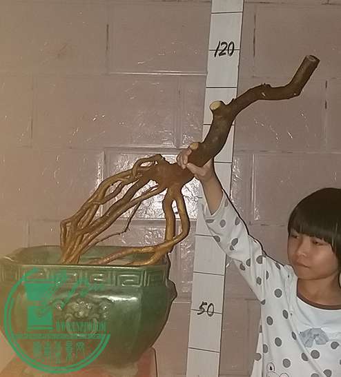 20161112_180815_mh1478947798375.jpg