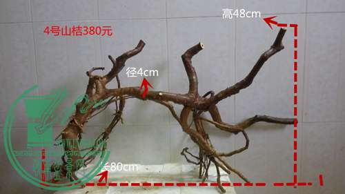 P61112-164127_.jpg