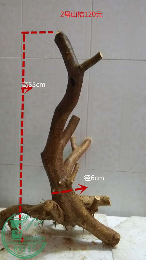 P61113-153430_.jpg
