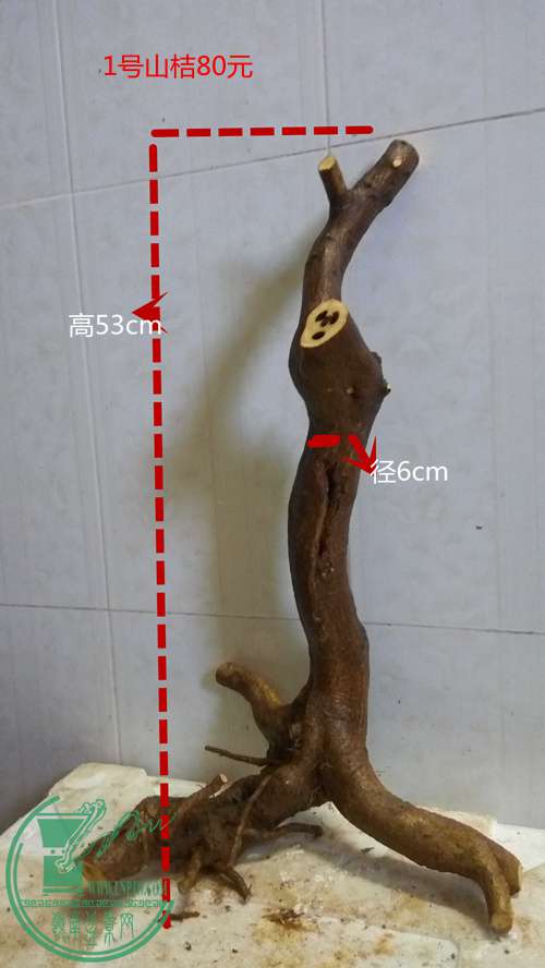 P61114-161350_.jpg