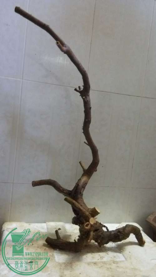 P61114-162529_.jpg