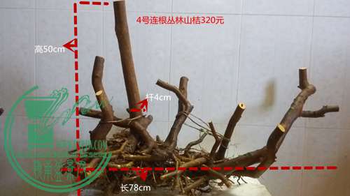 P61114-163020_.jpg