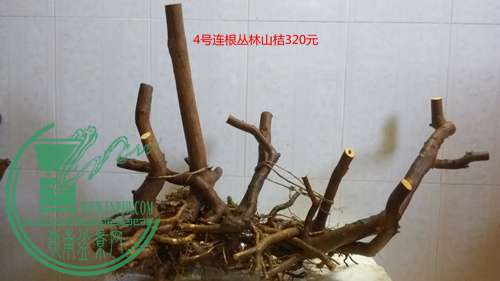 P61114-163023_.jpg