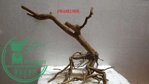 P61115-182209_.jpg