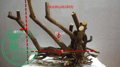 P61115-180730_.jpg