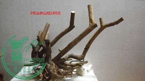 P61115-180556_.jpg