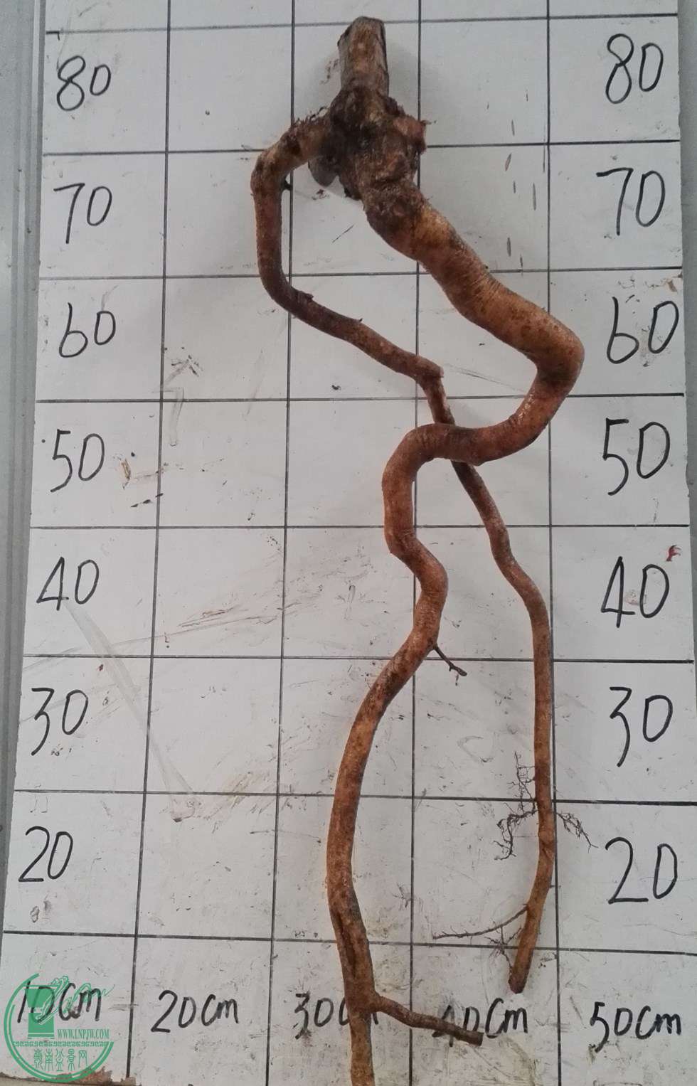 2ŶԽ350