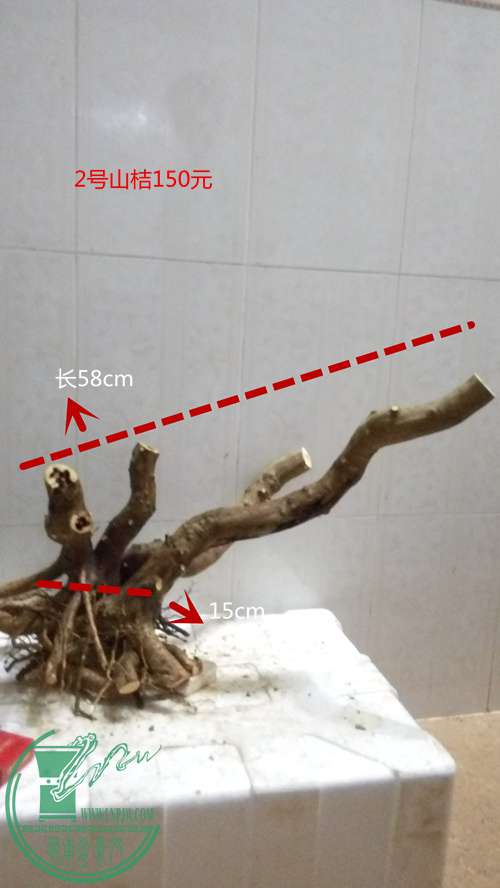 P61116-175341_.jpg