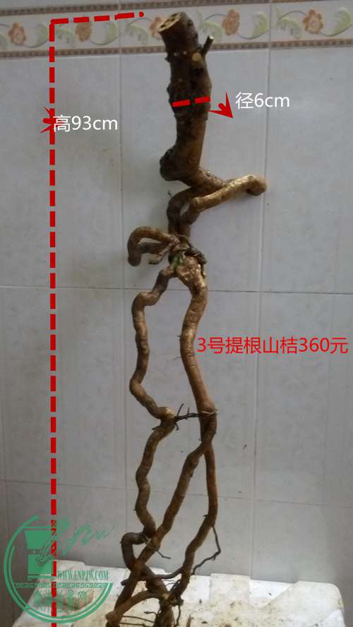 P61116-174129_.jpg
