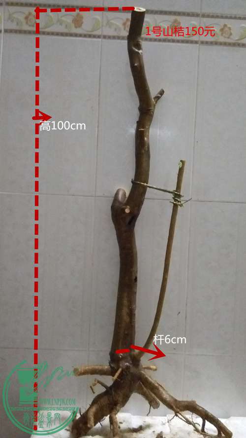 P61117-201452_.jpg