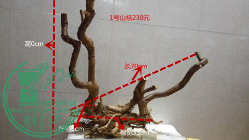 P61118-174848_.jpg
