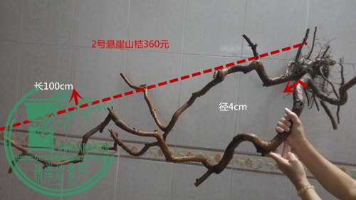 P61118-175729_.jpg
