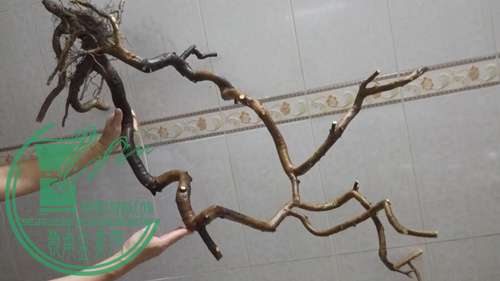 P61118-175913_.jpg