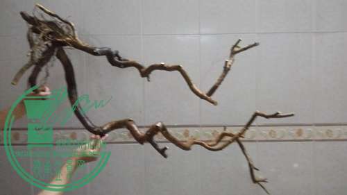 P61118-175931_.jpg