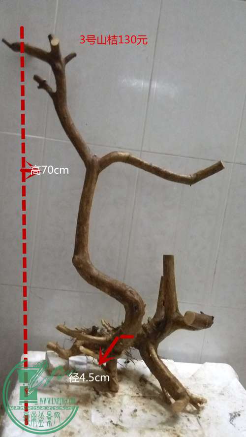 P61118-181627_.jpg