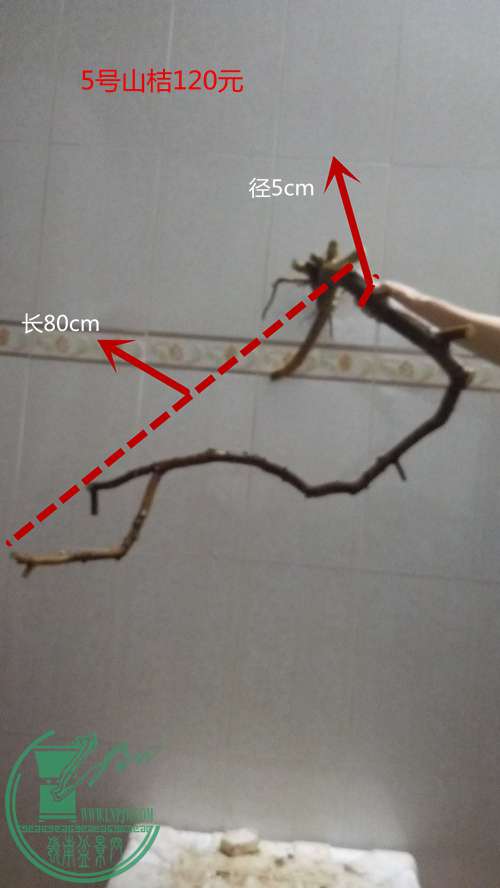 P61118-175404_.jpg