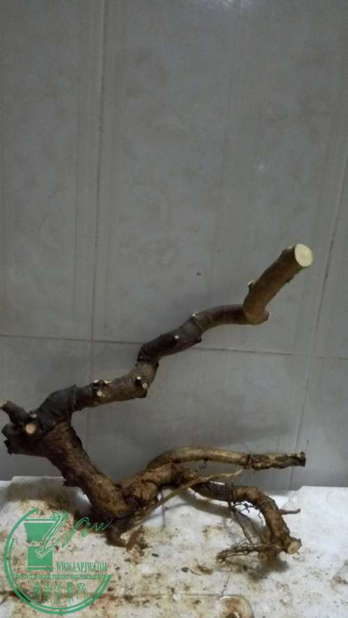 P61118-225950_.jpg