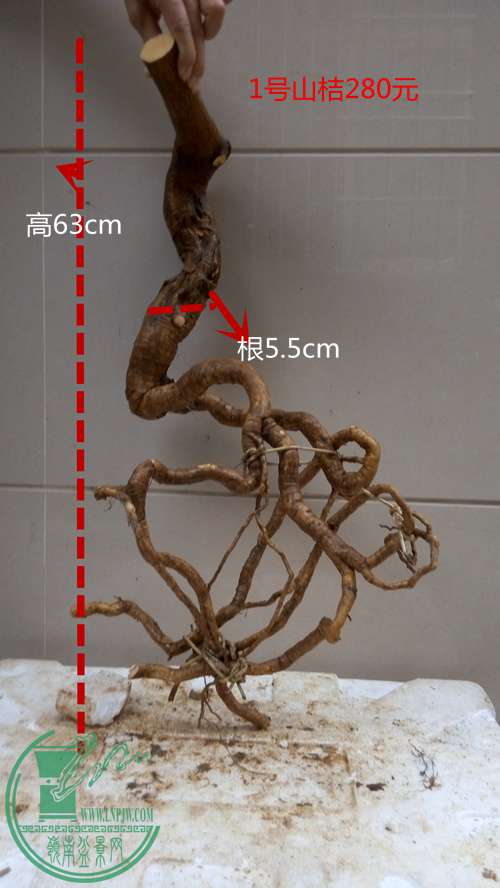 P61119-171756_.jpg