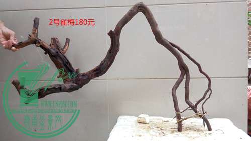 P61119-171037_.jpg
