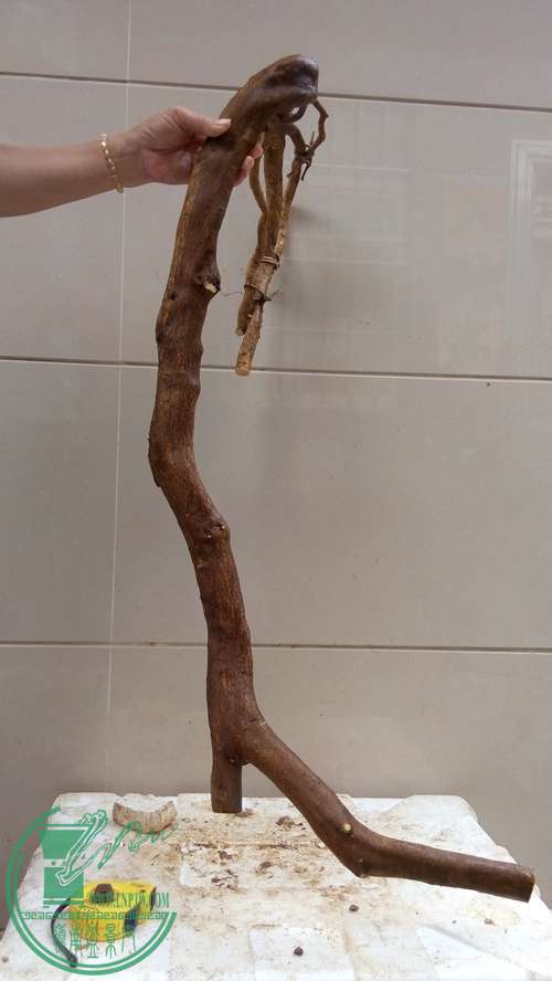 P61119-170600_.jpg