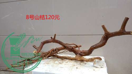 P61119-165436_.jpg