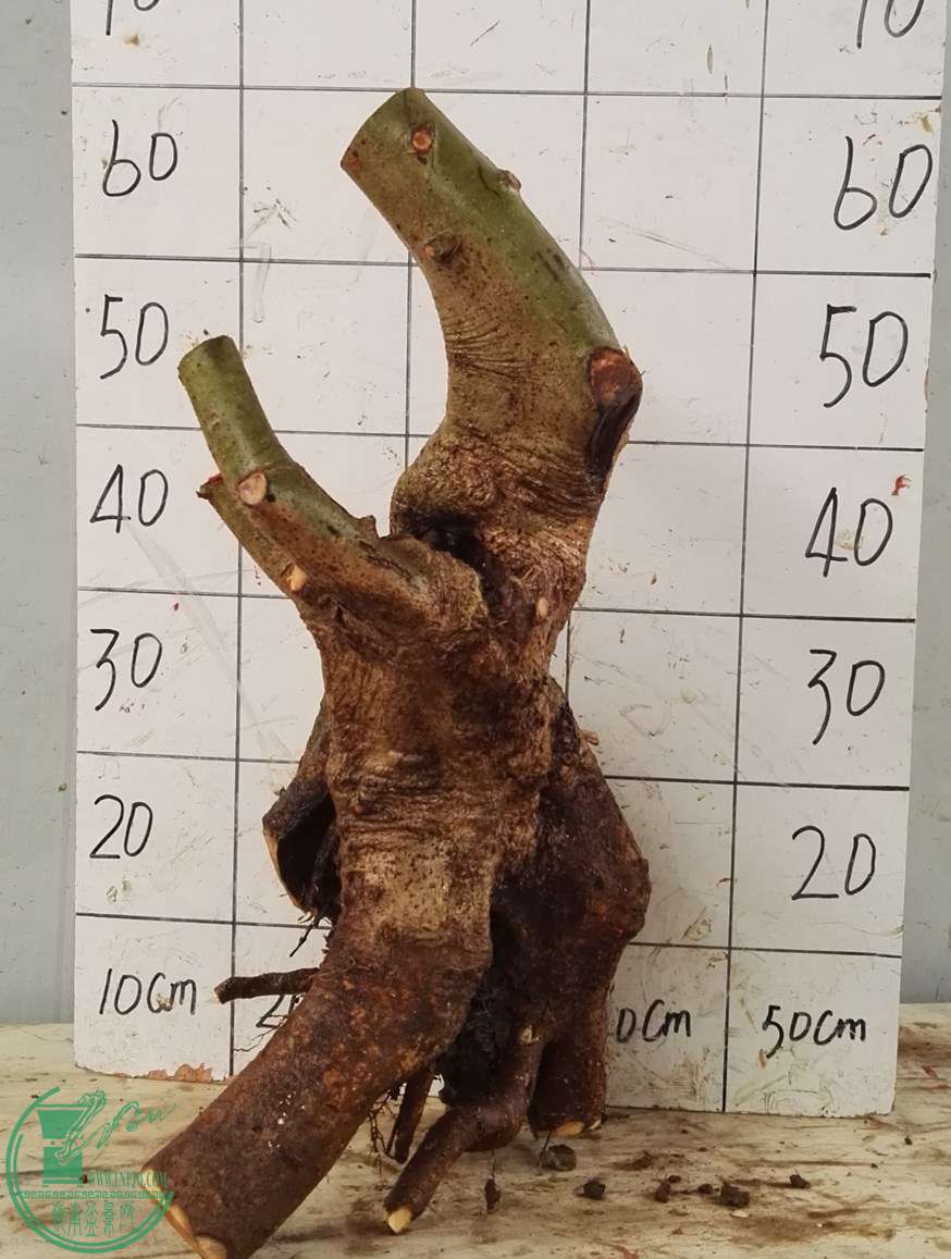 3260