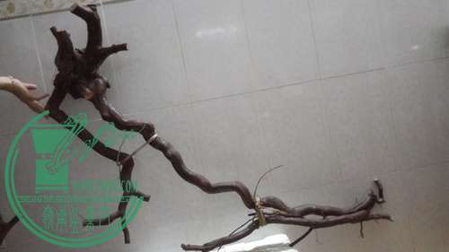P61120-181746_.jpg