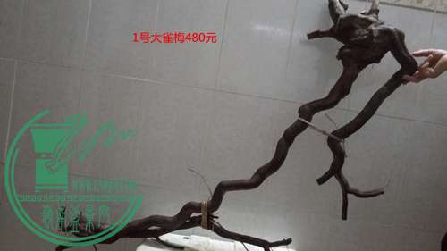 P61120-182114_.jpg
