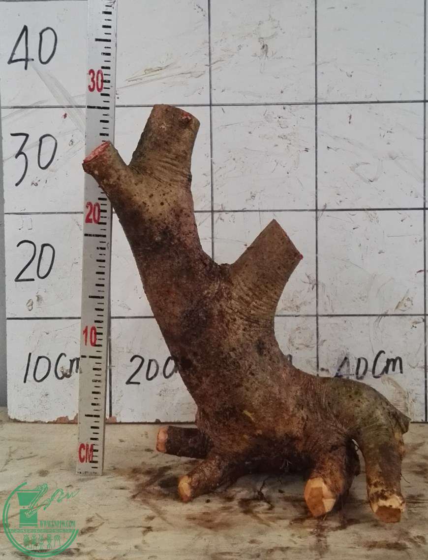 3ŶԽ150