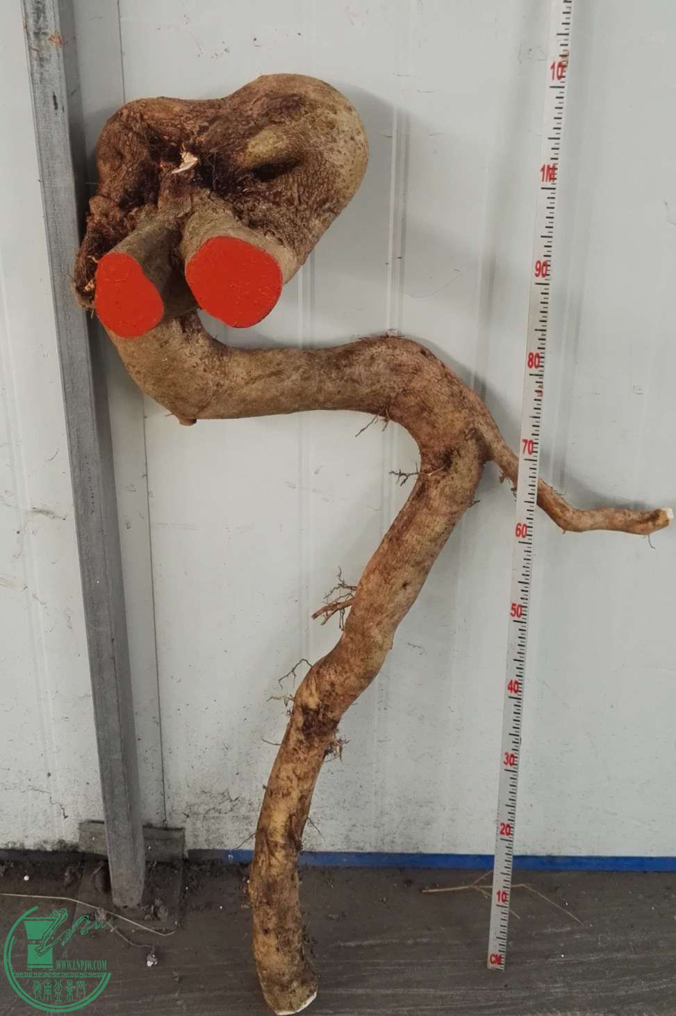 1ŶԽڰЭ̼